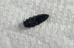 Acmaeodera variegata