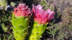 Austrocylindropuntia subulata
