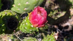 Austrocylindropuntia subulata