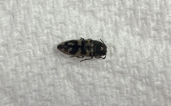 Acmaeoderini