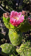 Austrocylindropuntia subulata