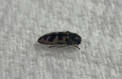 Acmaeoderini