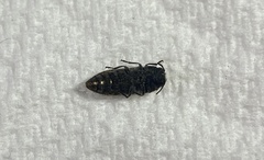 Acmaeoderini