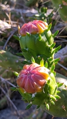 Austrocylindropuntia subulata