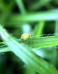 Sminthurus nigromaculatus