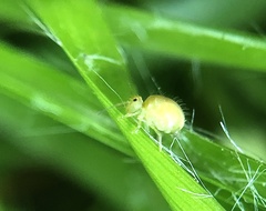 Sminthurus nigromaculatus