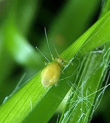 Sminthurus nigromaculatus