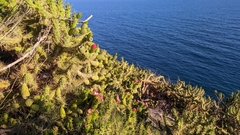 Austrocylindropuntia subulata