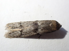 Blastobasis phycidella