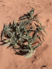 Asclepias macrosperma