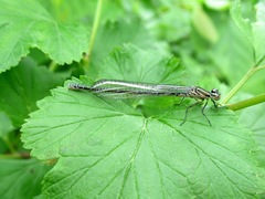 Erythromma viridulum