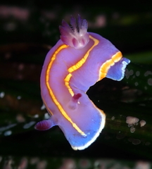 Felimida macfarlandi