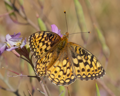 Speyeria callippe comstocki