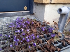 Hepatica nobilis