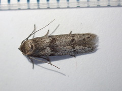 Blastobasis phycidella