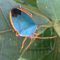 Edessa rufomarginata