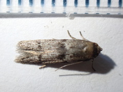 Blastobasis phycidella