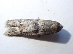 Blastobasis phycidella