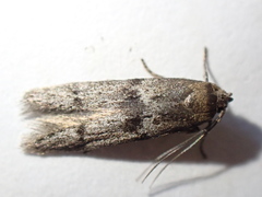 Blastobasis phycidella