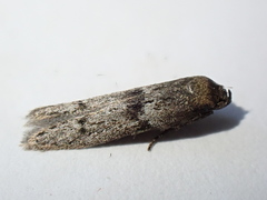 Blastobasis phycidella