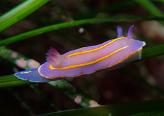 Felimida macfarlandi