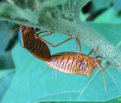 Edessa rufomarginata