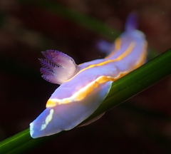 Felimida macfarlandi