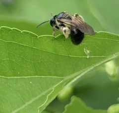 Andrena nuda