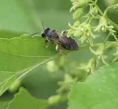 Andrena nuda