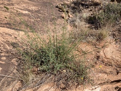 Dalea candida oligophylla