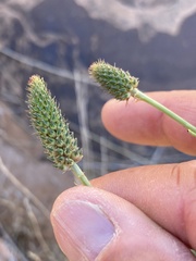 Dalea candida oligophylla