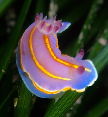 Felimida macfarlandi