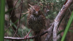 Poodytes punctatus punctatus