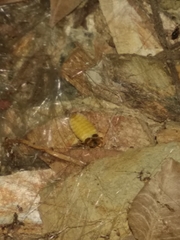 Lamprohiza mulsantii