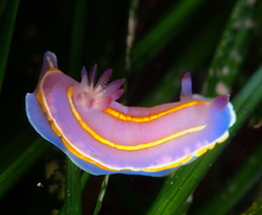 Felimida macfarlandi