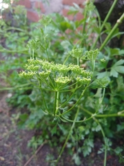 Petroselinum