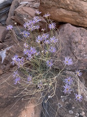 Erigeron utahensis