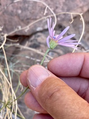 Erigeron utahensis