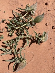 Asclepias macrosperma