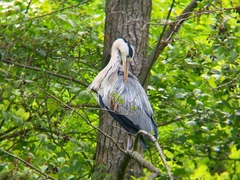 Ardea cinerea