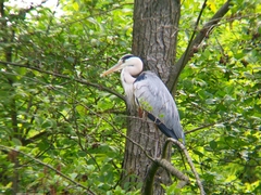 Ardea cinerea