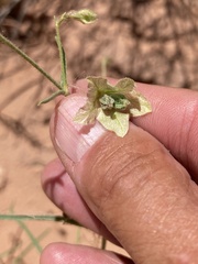 Mirabilis linearis linearis