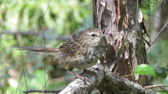 Poodytes punctatus punctatus