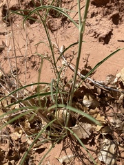 Mirabilis linearis linearis