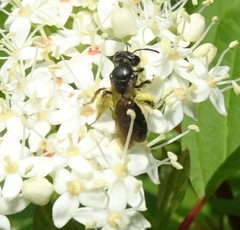 Andrena integra