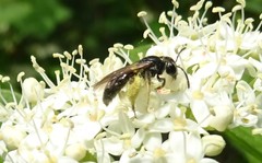 Andrena integra