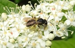 Andrena integra