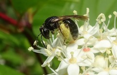 Andrena integra