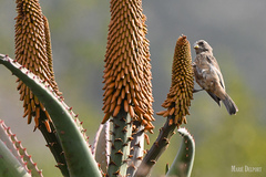 Aloe africana