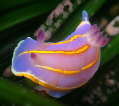 Felimida macfarlandi